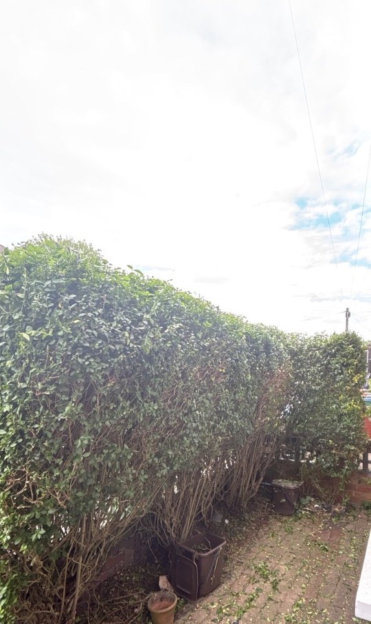 Overgrown Boundary Cut Back — after