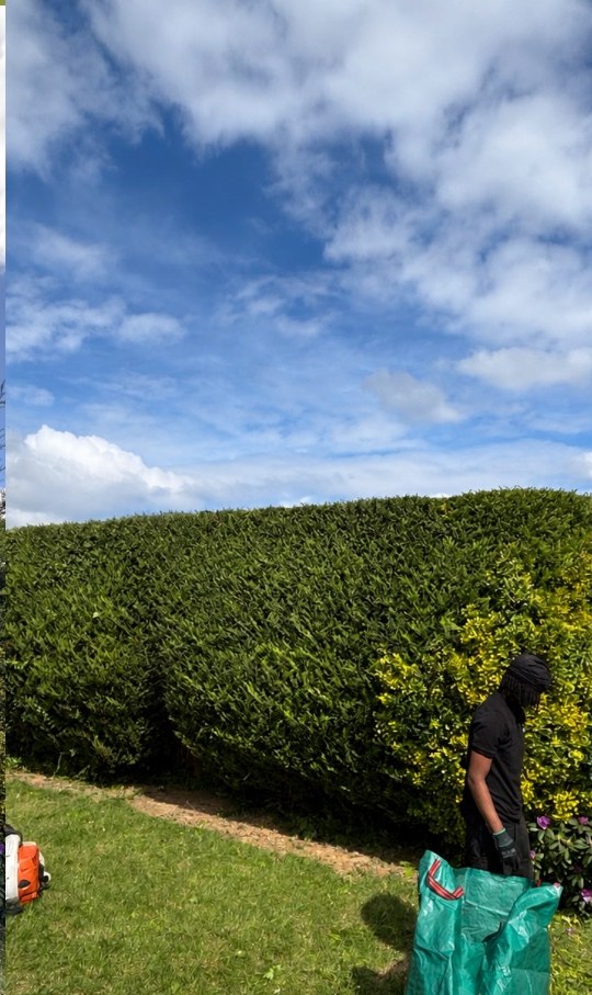 Conifer Hedge Trim — after