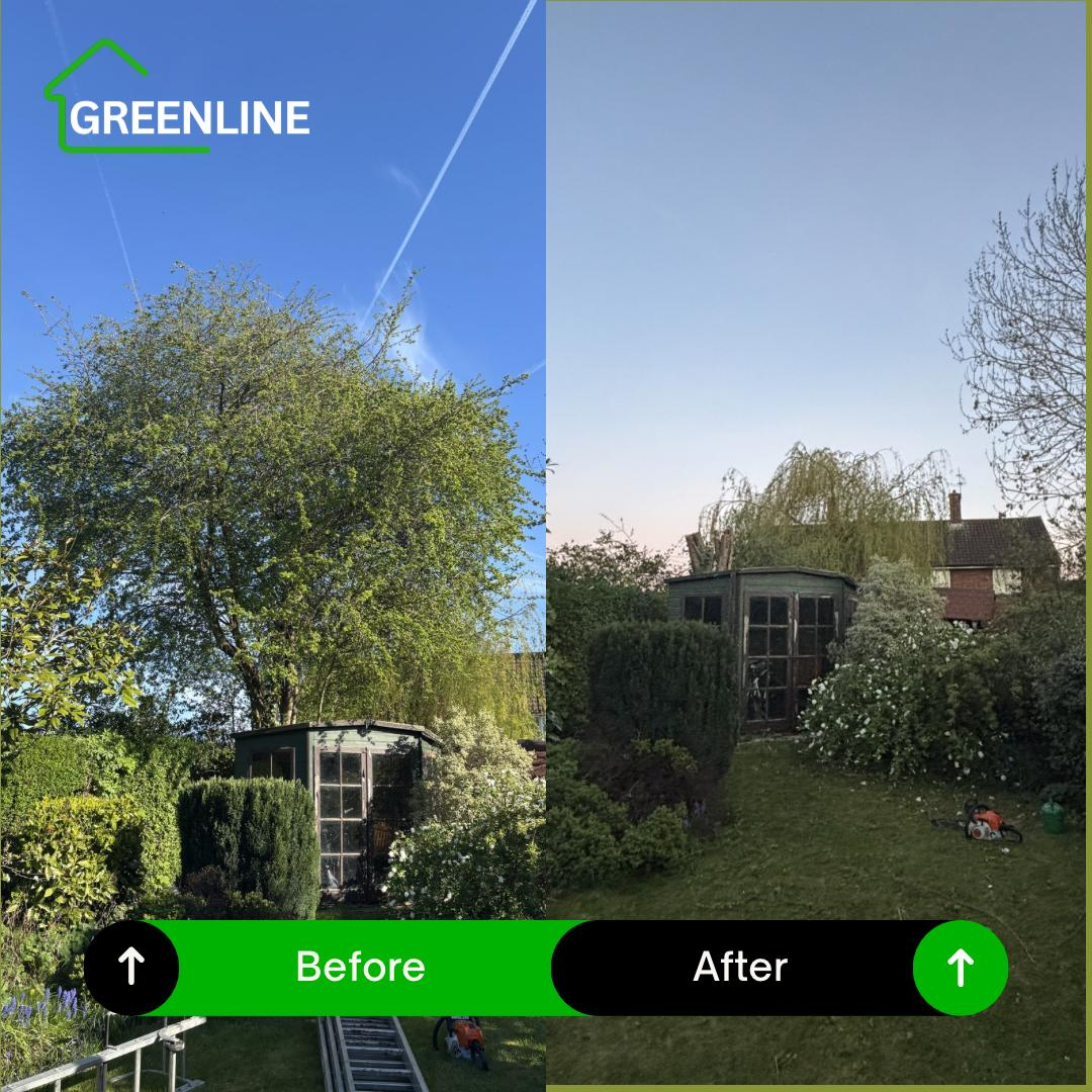 Tree pruning before and after