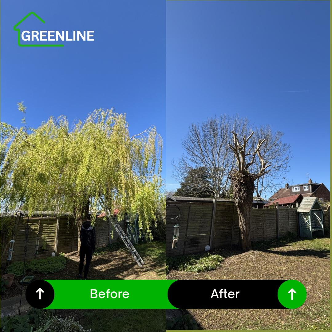Willow tree pollarding before and after