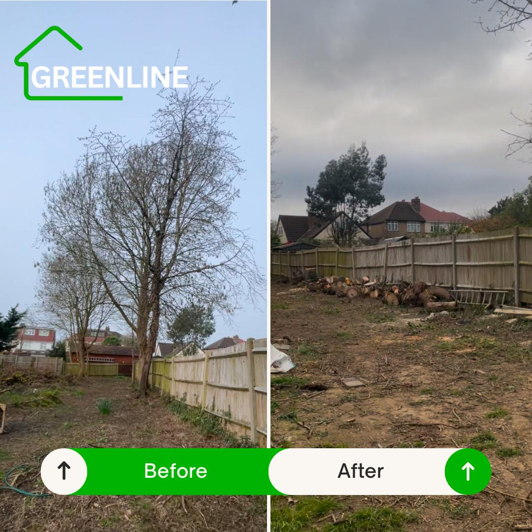 Tree removal before and after