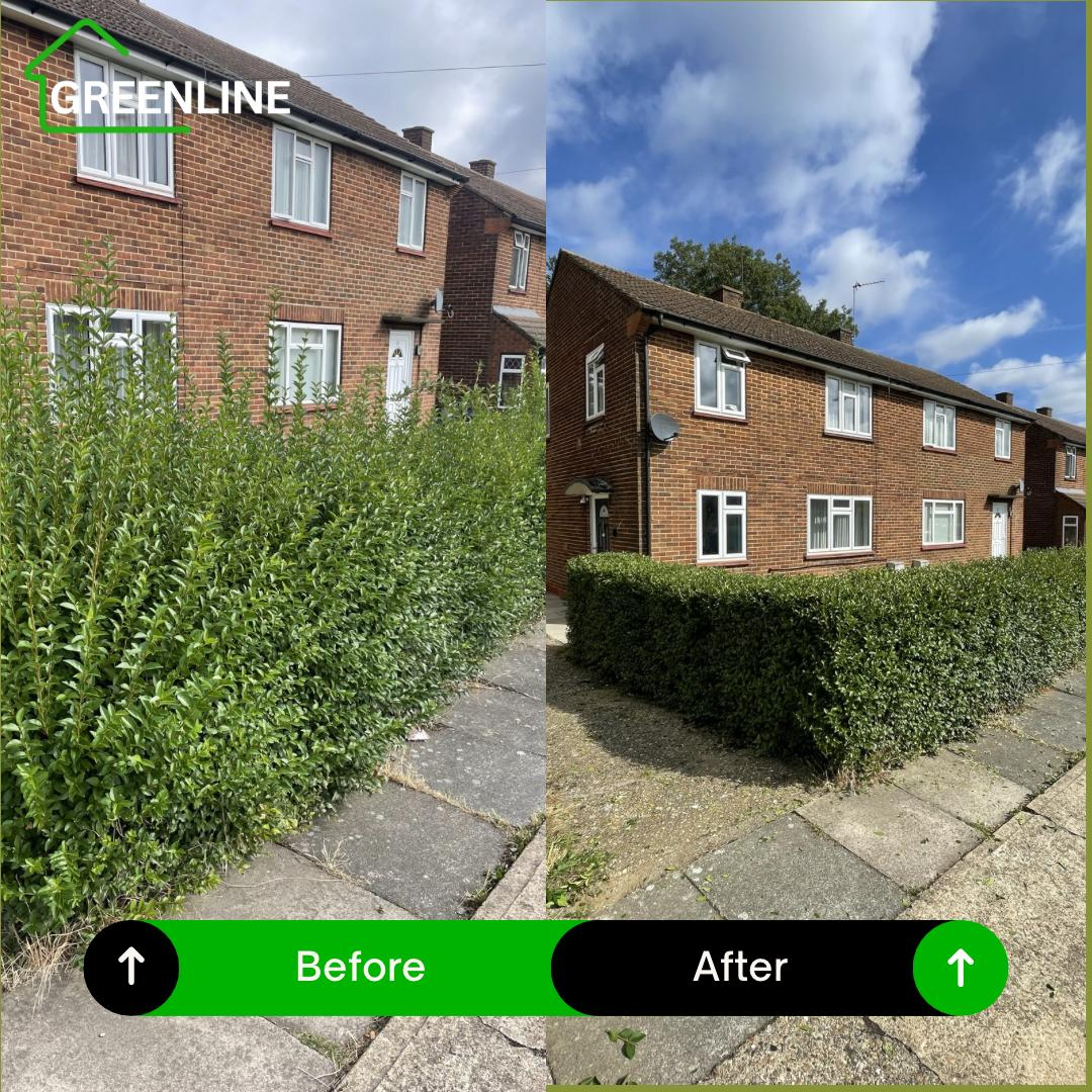 Hedge trimming before and after