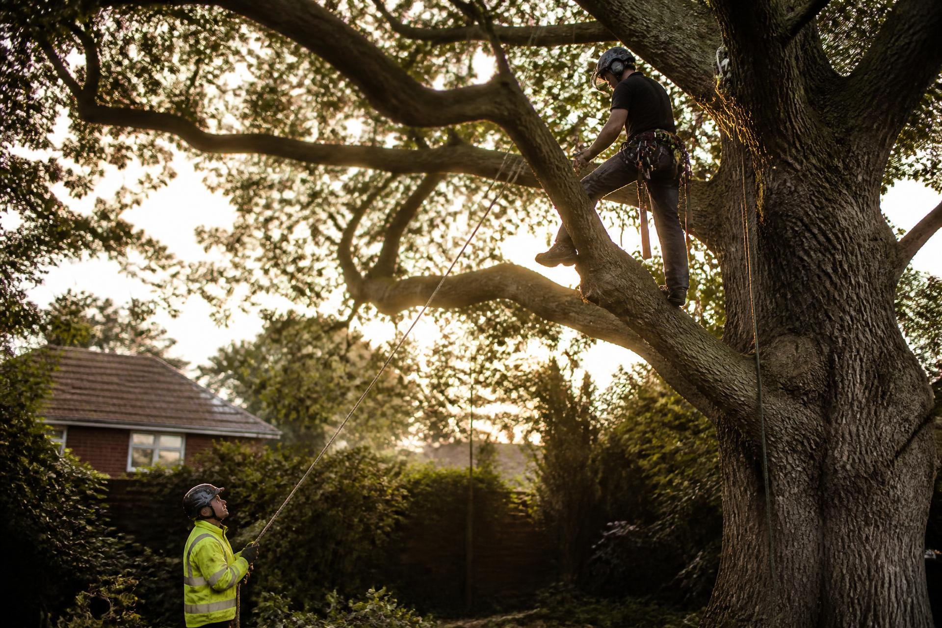 Greenline arborist roped into a mature oak while a colleague controls the lowering rope below